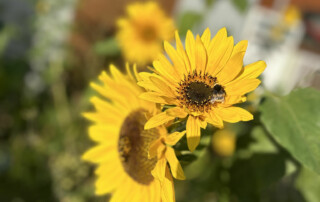 Zwei Sonnenblumenblüten mit einer Biene auf einer der Blüten.