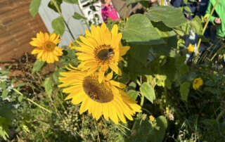 Sonnenblume mit einer Biene auf der Blüte.