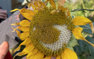 Große Sonnenblume mit teilweise ausgebildeten Kernen wird in der Hand gehalten.