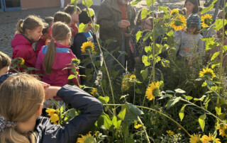 Kinder betrachten ein Beet voller großer Sonnenblumen.