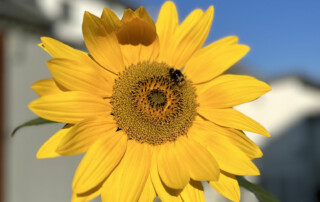 Sonnenblume vor blauem Himmel und Gebäuden.