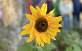 Nahaufnahme einer gelben Sonnenblume mit unscharfem Hintergrund.