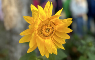 Nahaufnahme einer gelben Sonnenblume im Sonnenlicht.