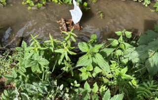 Kleines Modellboot schwimmt im seichten Bachwasser zwischen Gras und Wurzeln.