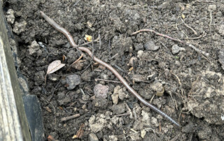 Erde in einem Pflanzbeet mit einer sichtbaren Kartoffelpflanze oder Wurzelstücken.