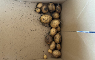 Pappkarton mit frisch geernteten Kartoffeln und etwas Erde.