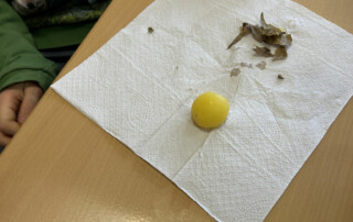 Kind bearbeitet eine Kartoffel und legt Schalenreste auf ein Papiertuch.