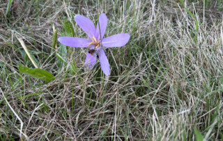 Nahaufnahme mehrerer lila Blumen auf einer Wiese.