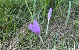 Lila Blüte steht einzeln im Gras.