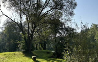 Teich oder kleiner See mit Bäumen und Wiese am Ufer.