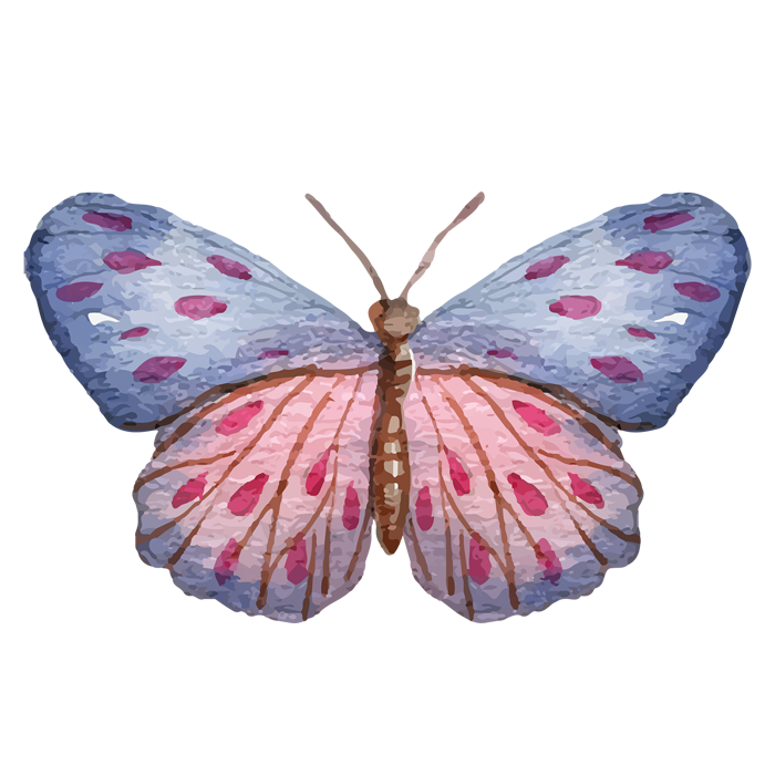 Schmetterlingsklasse